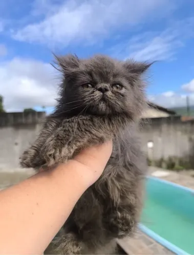 Filhote de gato persa macho 