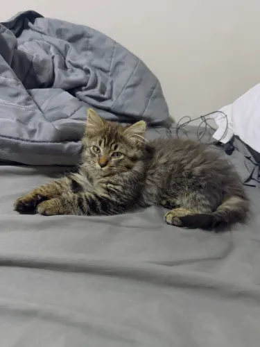 Gatas para adoção responsável