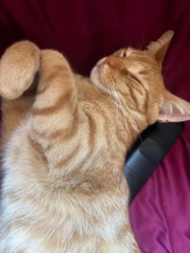 Doação de gatos (urgente)