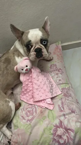 Cachorro 
