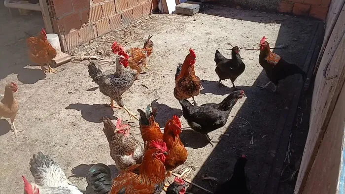 Vende-se Galinha de Capoeira