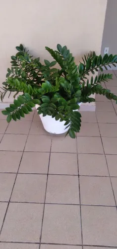 Planta Zamioculca 