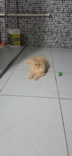 Gato persa