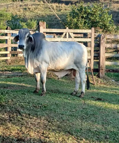 Touro Brahman P.O Registrado na ABCZ