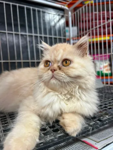 Gato Persa