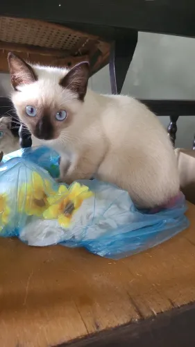 Gato