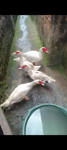 Vendo pato