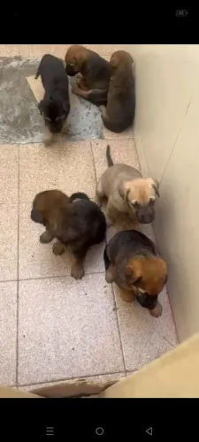 Filhote de fila brasileiro pais mestiços com pastor alemão .