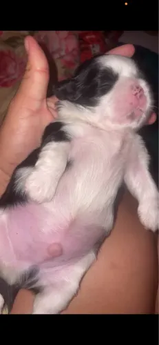Cachorro shtizu