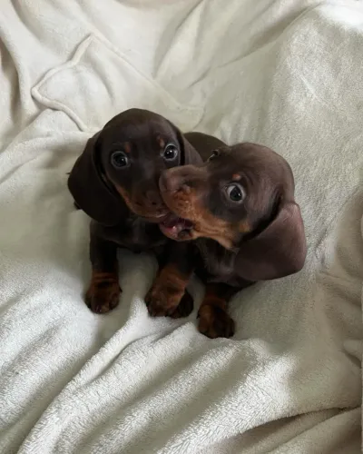 Filhotes de Basset Dachshund chocolate!! Disponível pra venda.