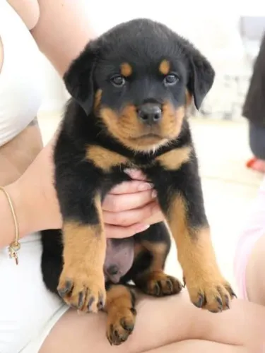 Rottweiler Filhotes Cabeção de Touro.