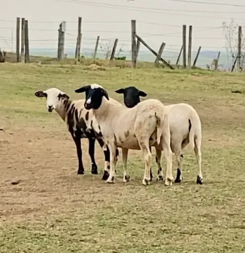 Carneiras Ovelhas Dorper