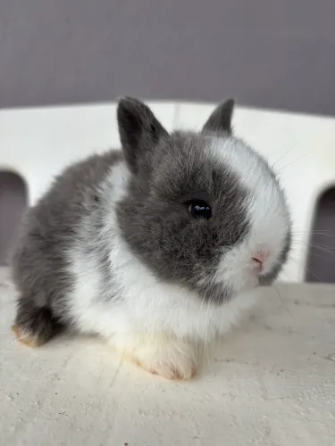 Coelhinhos mini