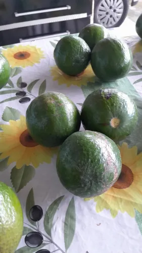 ABACATES