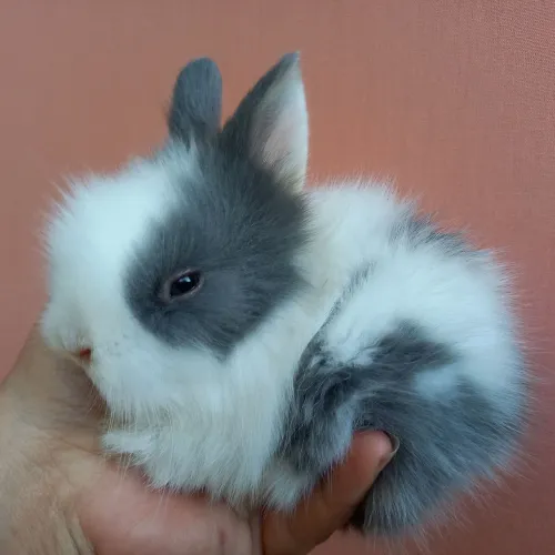 Coelho Anão Teddy Dwerg Coelho Peludo