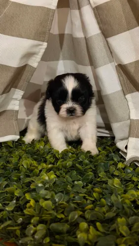Machinho de shihtzu micro de linhagem europeia
