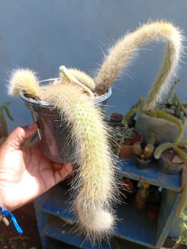 Cacto Rabo de Macaco bem peludo...