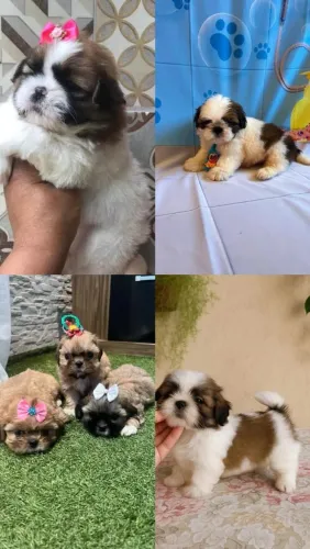 Shih Tzu