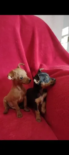 pinscher machinhos