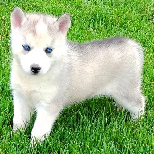 Husky Siberiano | Linda Fêmea 