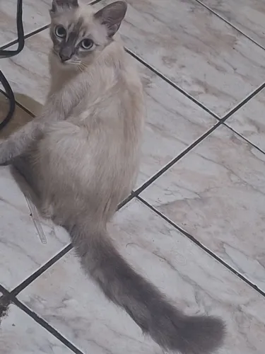 GATA PARA ADOÇÃO 