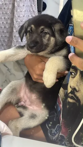 Cachorro pastor alemão