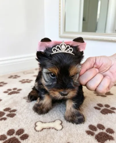 Yorkshire Terrier Encantadora e Muito Pequena