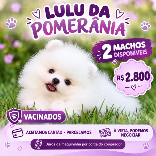 Cachorro
