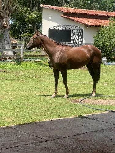 Cavalo