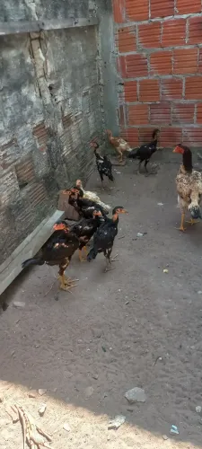 Pontos de raça