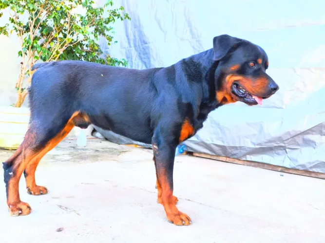 Rottweiler para adoção - procura um novo lar
