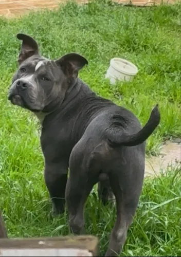 Casal pitbull