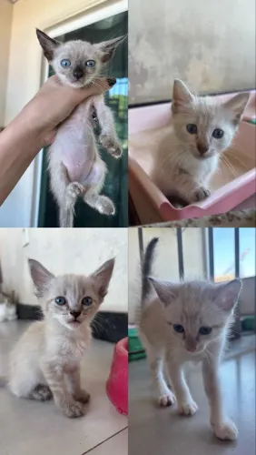 Gatinhos precisando de adoção 