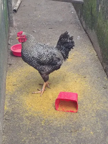 Galinhas é Guinés