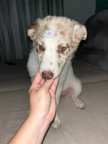 Vendo Border Collie Red Merle 4 meses