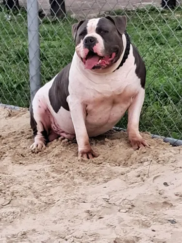 Vende-se pitmoster macho mansinho gosta muito de criança não briga com outros animais