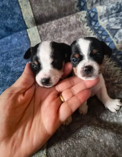 Última fêmea disponível