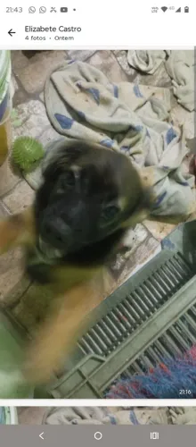 Doação de filhote de cachorro macho