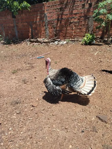 Aves para venda (Perus)