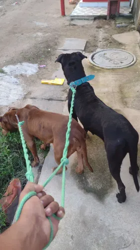 Cachorro para doação da raça Pitbull