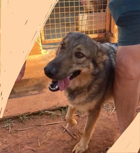 Adoção cachorra mestiça pastora, 5 anos, castrada, vacinada, leia o texto