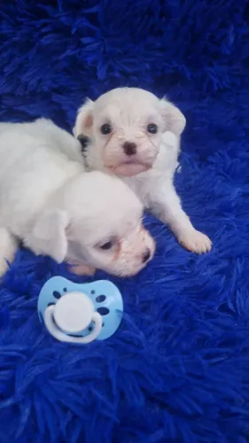 MALTÊS MACHO COM PEDIGRE ETC.