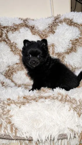 Lindo machinho de chihuahua micro!