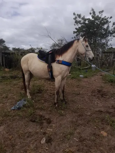 Cavalo Mestico Quarto de milha
