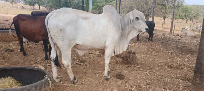 Boi Tabapuã