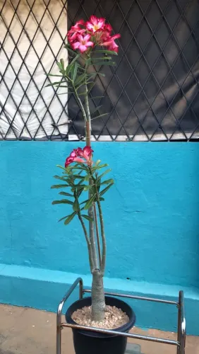 Rosa do deserto