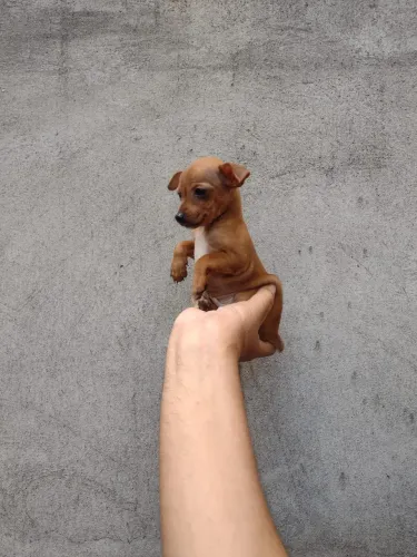 Pinscher