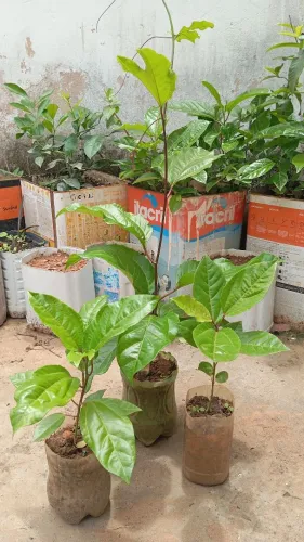 Maracujá Azedo 10 reais cada 