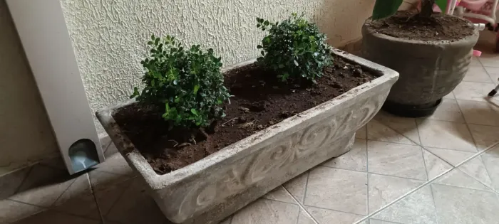 Canteiro de concreto com buxinhos/arbustinhos