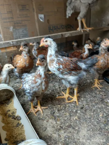 Pintinhos GSB 45 dias disponível 